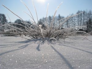 Frost in Detershagen